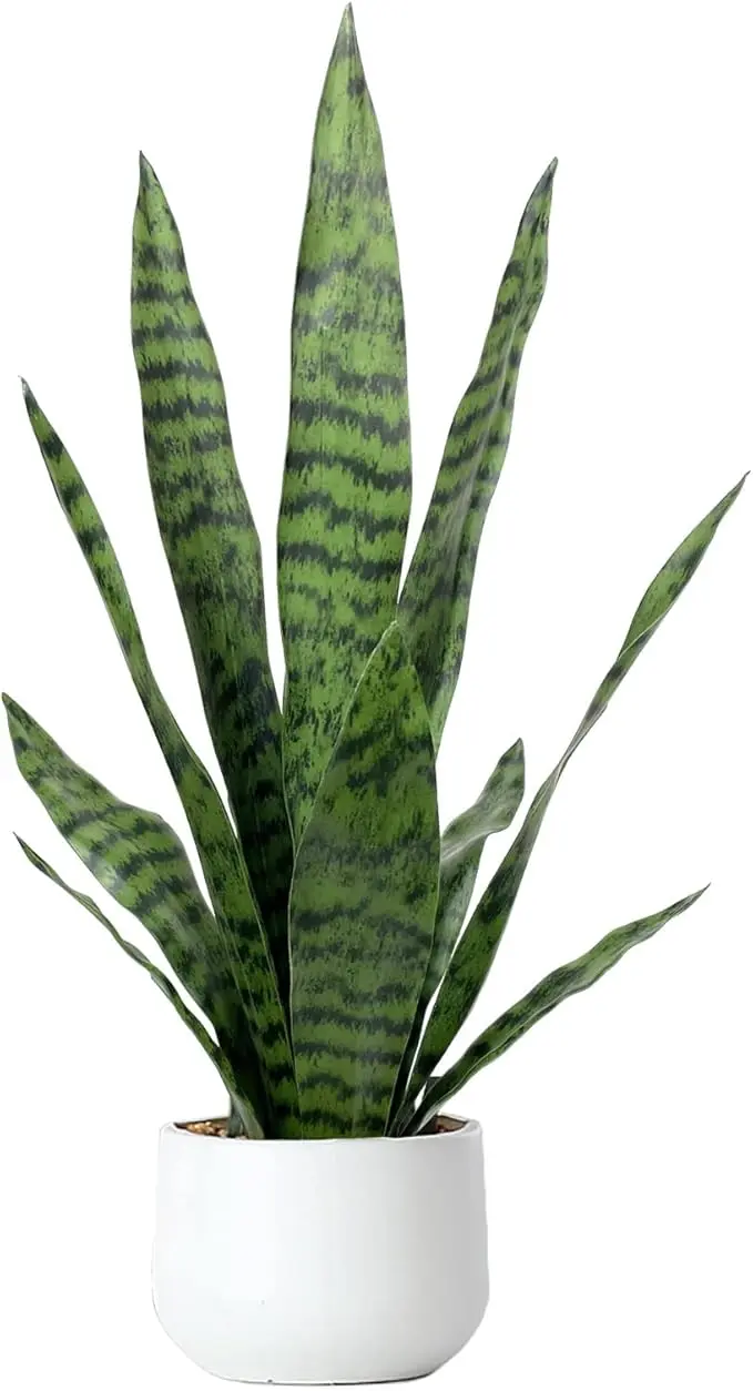 Artificial Snake Plant 22.5" (White Pot)