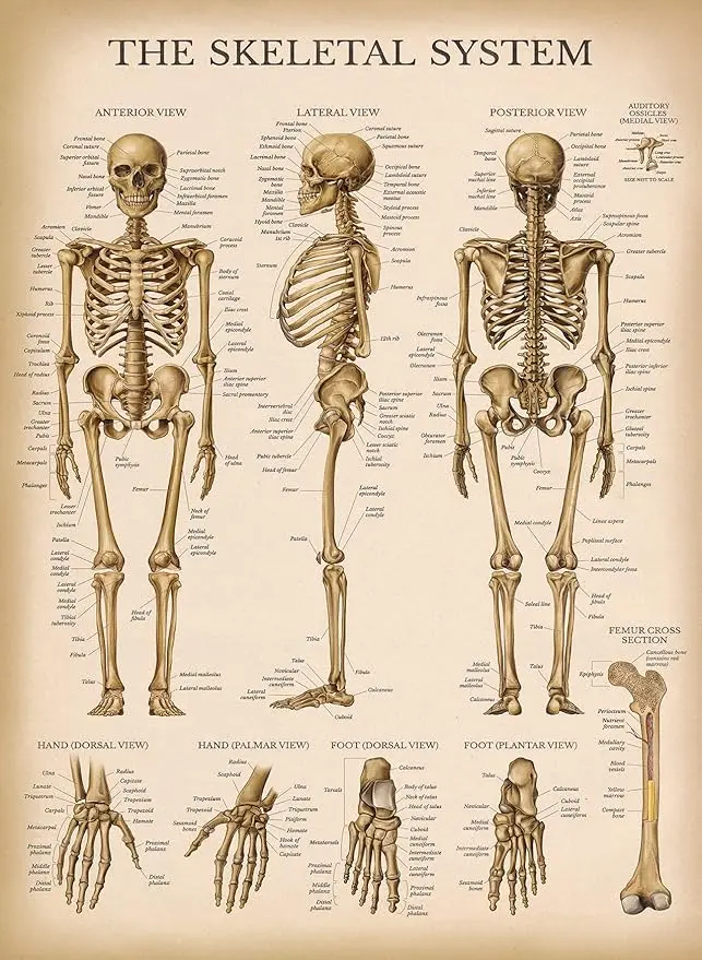 Palace Learning Vintage Skeletal System Anatomical Chart (LAMINATED, 18" x 24")