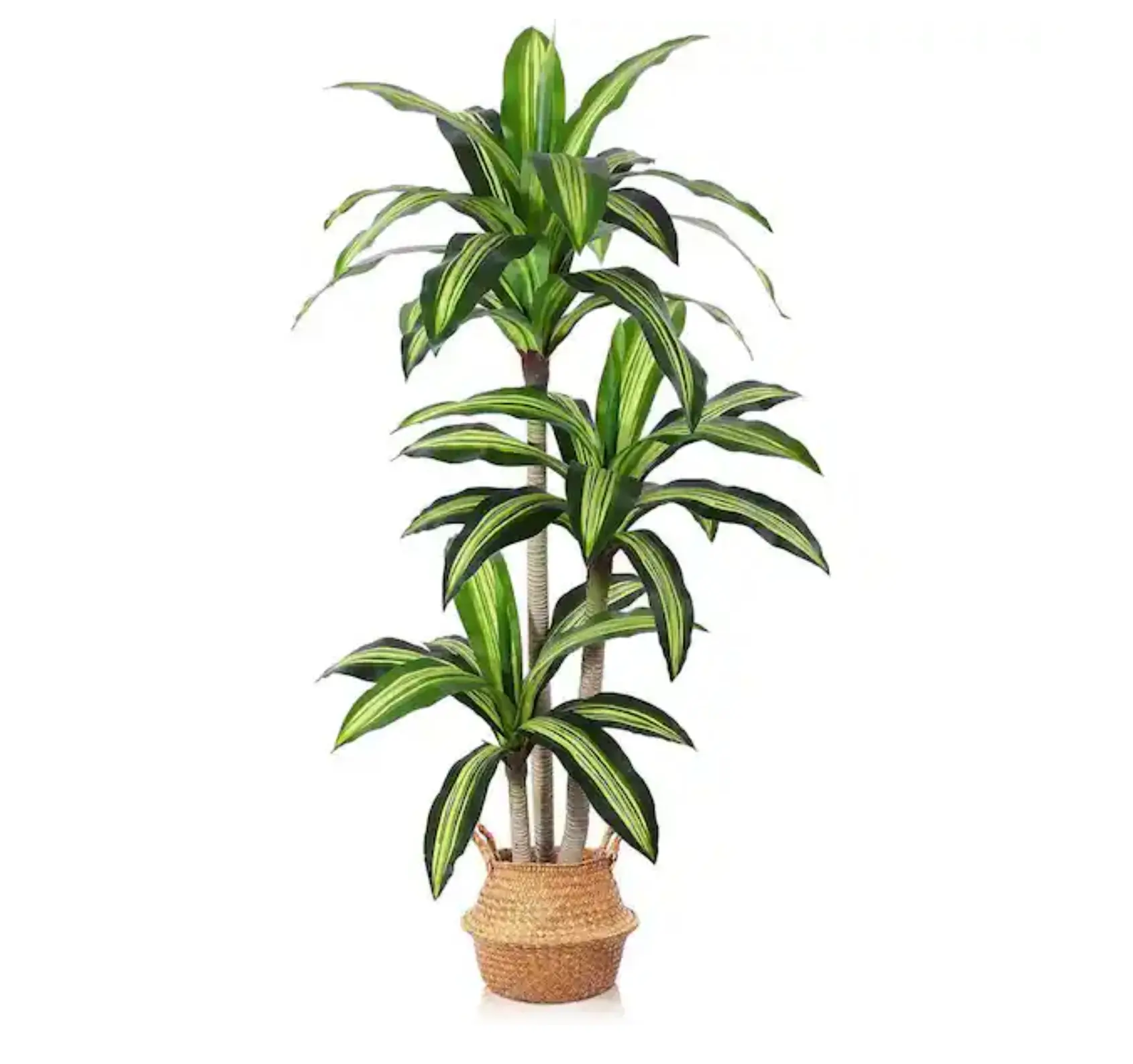 6 ft. Green Artificial Dracaena Tree in Basket
